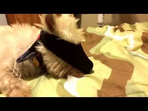 Sancho the dog with a sock on his face