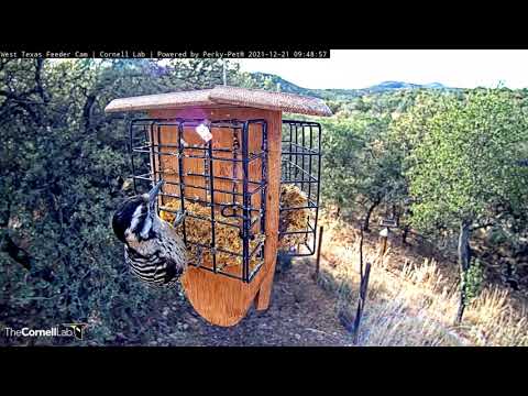 Ladder-backed Woodpecker and Woodhouse's Scrub-Jays Visit West Texas – Dec. 21, 2021