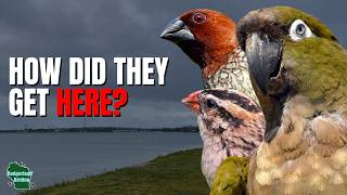 These Birds DON’T Belong in the United States… But We Found Them