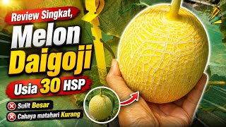 Review singkat melon ghoci (Daigoji) usia 30 hsp