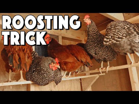 Chicken Roosting Bars Ideas To Help Your Flock Roost | Special Trick That SAVED Us!