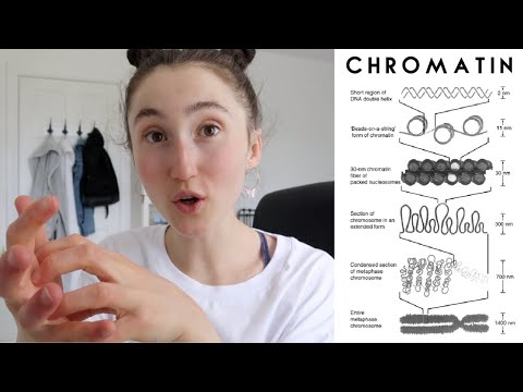 DNA & CHROMATIN | Introduction to Epigenetics