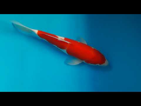 G4066 01 KOHAKU 29 CM  OGATA