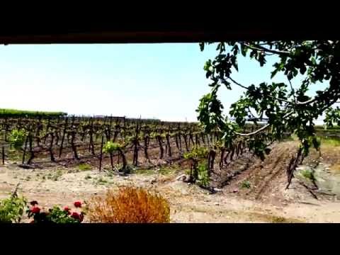 Bravo Winery in Karmei Yosef