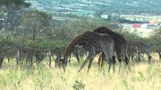 preview picture of video 'Giraffe Fight.m4v'