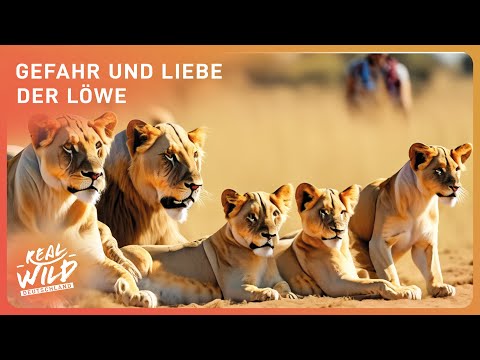 König der Tiere - Der Löwe