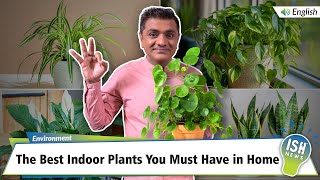 The Best Indoor Plants You Must Have in Home