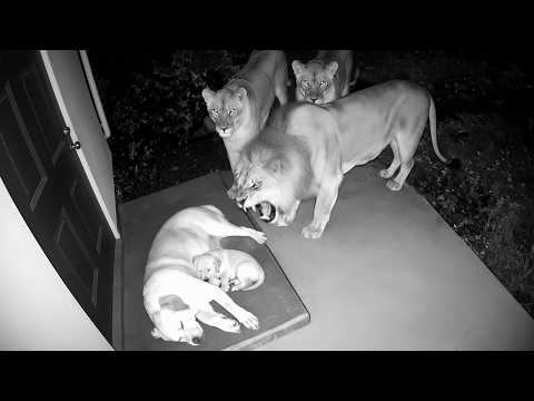 Wild Animals Invading People’s Homes