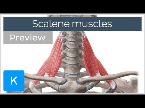 Scalene muscles: origins, insertions, innervation and actions (preview) - Human Anatomy | Kenhub