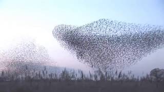 Bill Callahan -Too Many Birds | Music Video