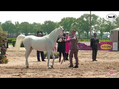 N 118 AJ DINARA   AH Weekend 2022   International C Show   Mares 10 Years and Older Class 30