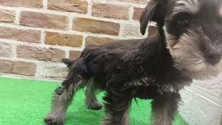 ミニチュアシュナウザーの動画01