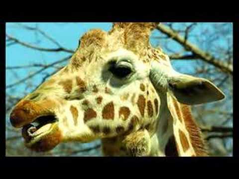 Twigga - Caring for an Old Giraffe