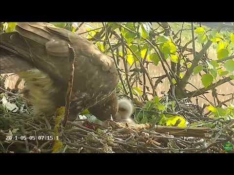 Common buzzards, Tiszalök, Hungary -Myszołowy - Mama , 2 pisklęta i jajko 🐥🐥🥚 - Karmienie 05/05/2021