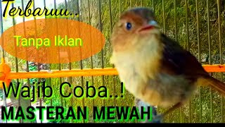Download lagu FLAMBOYAN JANTAN GACOR NYERECET NGEBREN RAPAT BAGUS BUAT MASTERAN mp3