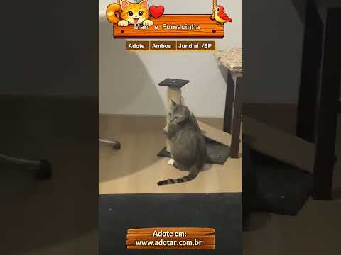 Vídeo de Mari e Fumacinha