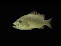 Mangrove Red Snapper | Know More About Mangrove jack