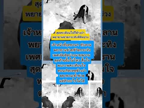 คลิกเพื่อดูคลิปวิดีโอ