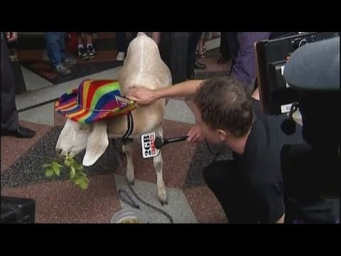 Австралийски съд сне обвиненията срещу козата Гари