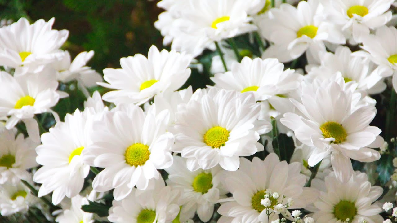 God Turns Struggles Into Blessings | C.S. Lewis’s Powerful Reminder of Faith & Hope