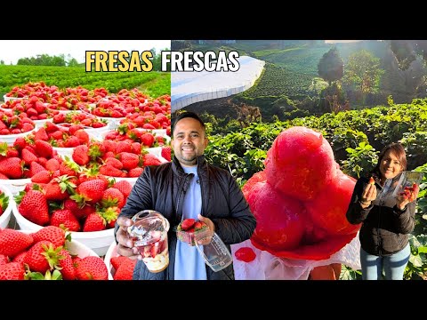 Descubrimos el paraíso de las fresas en Chalatenango 🍓🇸🇻 | Solo cuesta $1 entrar