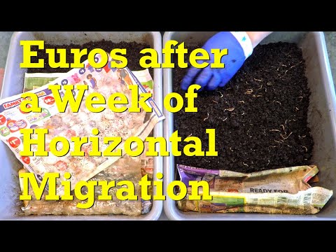 ENC worm bins' horizontal migrations progress after 1 week - vermicompost