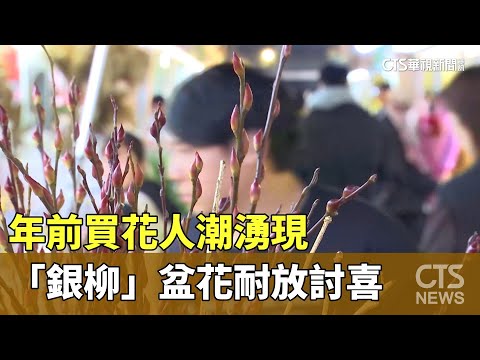 銀柳壽命