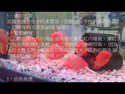 波羅魚好養嗎