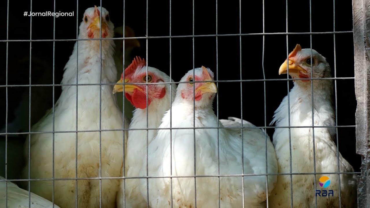Suspeita de gripe aviária é descartada em Santa Catarina