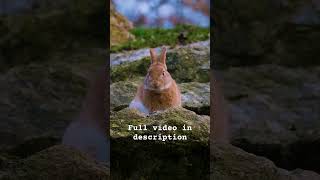 Download lagu Full vidio.    https://youtu.be/hRhq956InjU?si=2dSKIi95l3TbIQSi mp3