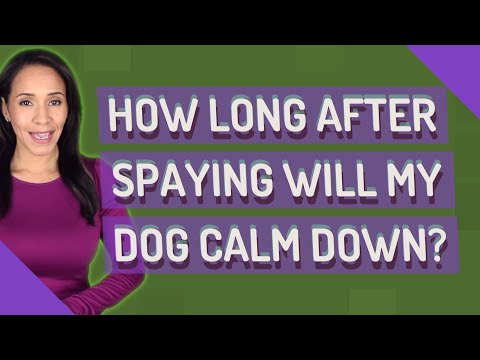 How long after spaying will my dog calm down?