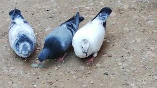 Young Tipplers Pigeons Shannon Bwoden Mahutian Werf 2020