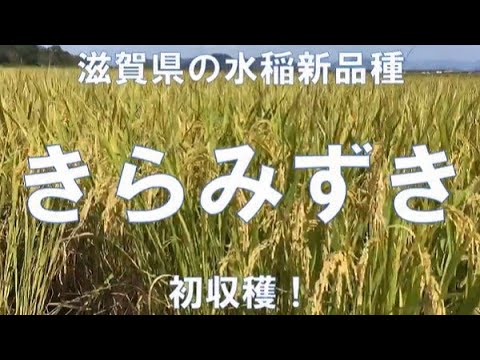 近江米新品種「きらみずき」収穫作業：近畿農政局