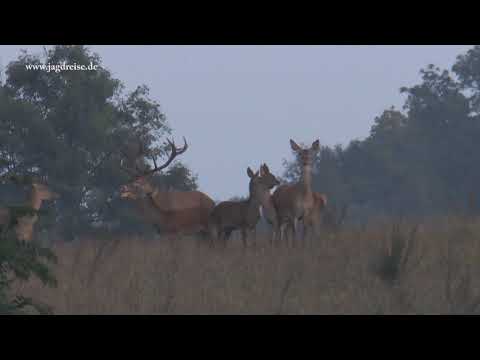 Der Kampf der beiden Platzhirsche - Jagd zur Hirschbrunft in Masuren!