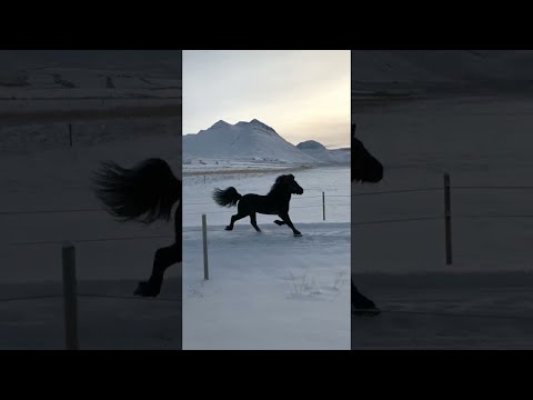 , title : 'Icelandic Stallion Running in the Snow || ViralHog'