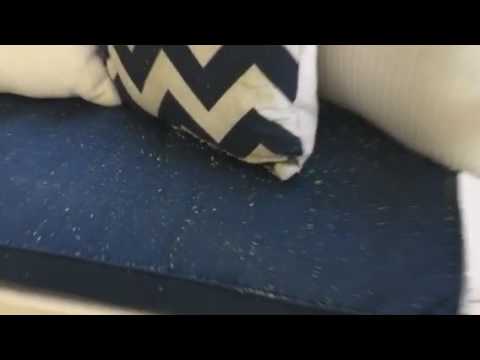 Carpenter Bees Hangout in Fair Haven, NJ