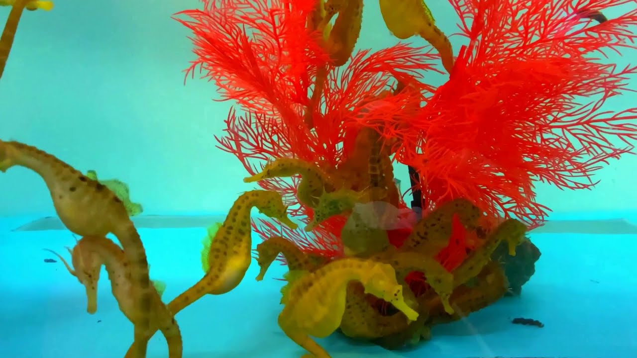 Морские коньки – пришельцы с другой планеты