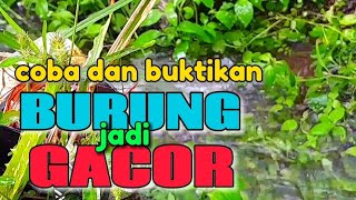 Download lagu Semua burung jadi gacor dengan terapi gemericik suara air, terapi burung mp3