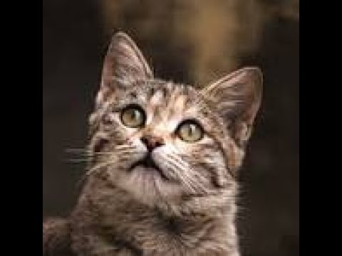 cat play shuttle#youtubeshorts#YTshorts