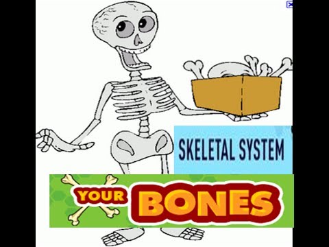 Skeletal System Functions for kids