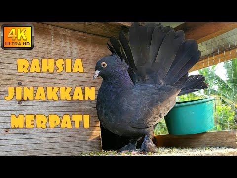 , title : '✅CARA MUDAH JINAKKAN BURUNG MERPATI'