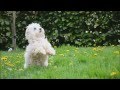 Dog Tricks By Coton De Tulear Isy