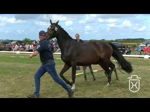 NF268 Stutfohlen von Diamar - Centurion - Talkative xx