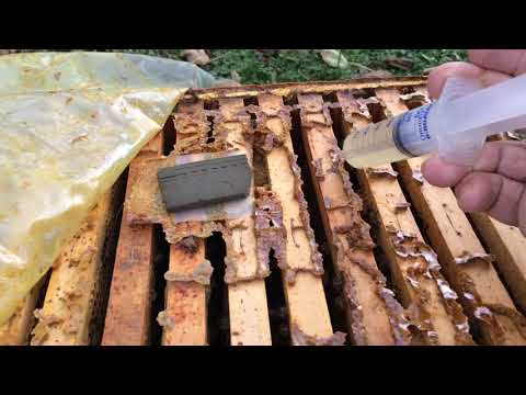 Davanje Oksalne Sa Dodatkom ČAJA 04.11.2019.