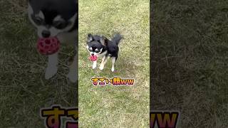 犬、ボールに対して真剣すぎる。  #犬との暮らし #chihuahua #dog