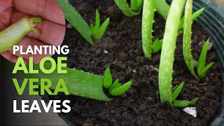How To Plant Aloe vera Leaves