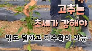 고추는 초세가 강해야 병충해도 잘 이겨 낸다 정식 20일전 살충제 약해 입을 수도