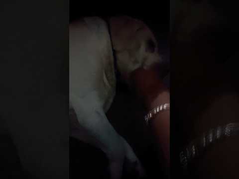 Sone Ka Tarika muffin ka #dog #shorts