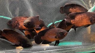 Copper Oscar Fish