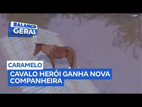 Caramelo: Cavalo símbolo da enchente de 2024, ganha companheira em hospital veterinário da Ulbra